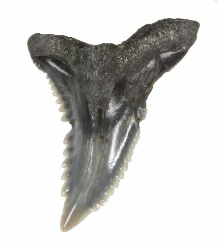Fossil Hemipristis Shark Tooth - Maryland #42547